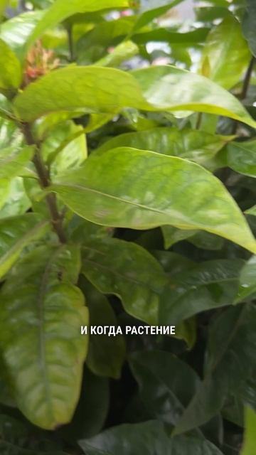 Яркий пример хлороза. смотреть онлайн