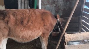 КОРМЛЕНИЕ и УХОД за нашими ЖИВОТНЫМИ.