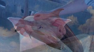 Cамые, сообразительные животные ! (2)