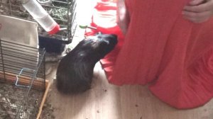 Блэкки палатка из юбочки июнь2022