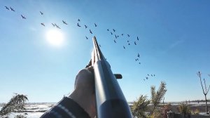 ЛУЧШАЯ ОХОТА НА ГУСЯ ВЕСНА. БОЛЬШИЕ СТАИ ЗАХОДЯТ В ПРОФЕЛЯ. ГУСЬ МАССОВО ПОШЕЛ НА ТУНДРУ.