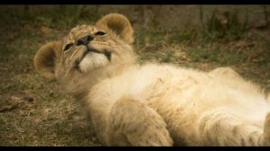 Если бы не ...