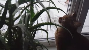 Моя кошка мечтает о даче/Вечером у мамы в гостях.Мамины самодельные букеты,книги/Мои детские игрушки