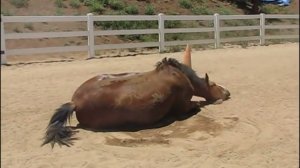 Топ 5 Пуканья