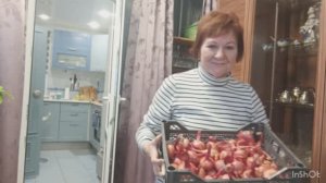 Куда спрятала и сохранила лук. Лёгкий способ выгонки пера.