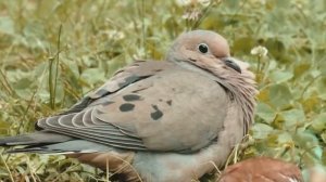 Девочка-сбежала-из-детского-дома-на-похо_18