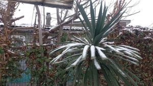 Первый снег в Севастополе. 26.12 25.