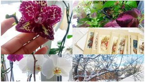 Цветы остались без внимания. Новый год на пороге. Колеусы зимуют экстремально.