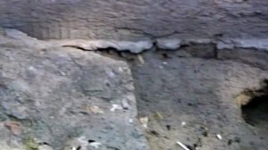 2000 год. Тюмень. Крысы терроризируют жилой дом