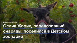 Ослик Жорик, перевозивший снаряды, поселился в Детском зоопарке