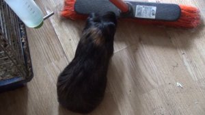 Блэкки убирается июль2022