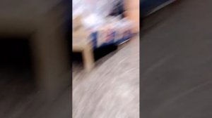 играем с кошкой Мяси