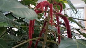 Во Дворце пионеров на Воробьёвых горах.г.Москва