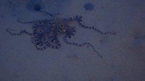 За ужином.Мимический индонезийский осьминог (Thaumoctopus mimicus).