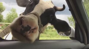 ВНИМАНИЕ -ПРИЯТНО КАЖДОМУ. (Сборник анекдотов №451)