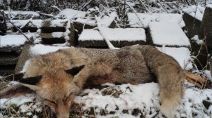 Охота на лис