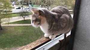 Помогите найти нашу кошку / Архив от 09.09.2021