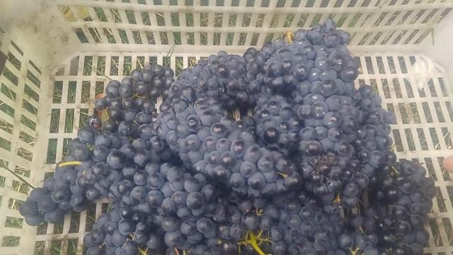 Урожай Каберне Юра (10.09.2022) смотреть онлайн