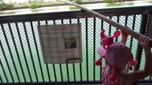 Настя в зоопарке кормит животных