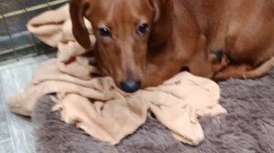 Веста отдыхает