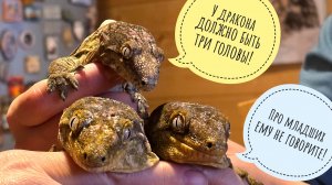 Вся семья гекконов гигантских бананоедов в сборе! Переселяем рыбов из совешни в кладовку