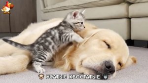 Котята и щенята 🐈🐶 Кошки и собаки 🤗 Милое видео про животных (34)