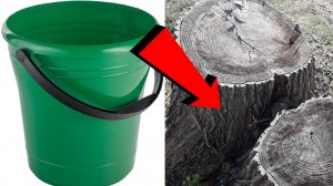 Как избавиться от пня За 3 Секунды..!!..!!..!!..