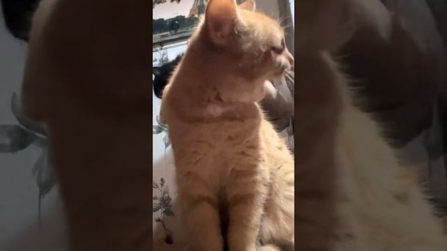 Ребята на донаты купили себе машину и сразу её обмыли ? смотреть онлайн