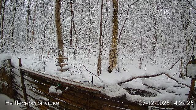 LIVE: На лесной опушке. Природа онлайн смотреть онлайн