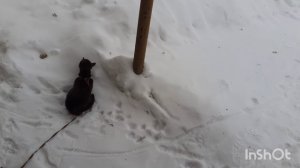 Вышел Тишка погулять.