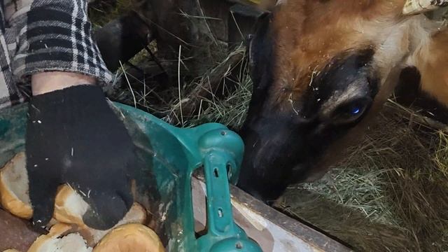 ЗИМНИЕ ПРОГУЛКИ ❄️❄️❄️❄️! смотреть онлайн