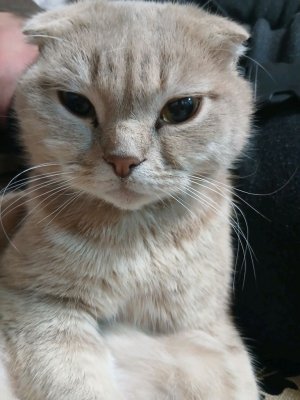 смотрю владуса