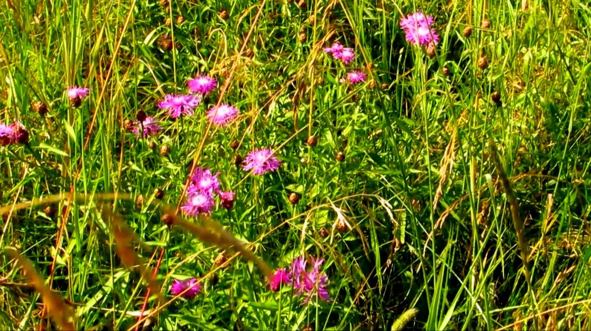 Травы луговые... смотреть онлайн