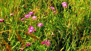 Травы луговые...