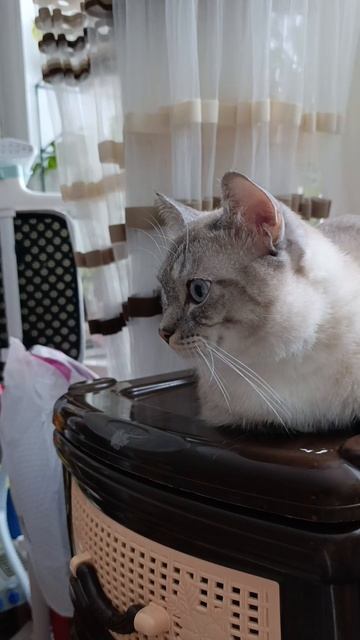 Каспер смотреть онлайн