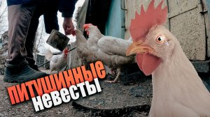 Видео про жизнь куриную
