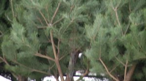 Елочные базары