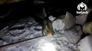 Бешеная лиса покусала мужчину и собаку на Оренбургском тракте в Уфе