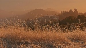 iPhone 17 Pro ProRes RAW Open Gate   Cinematic Hike Test