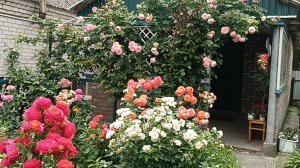 Розовый сад. Зимняя прогулка в лето.