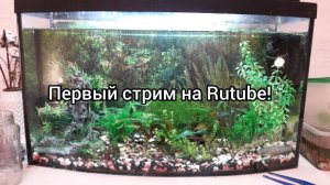 Перый стрим на RUTUBE! Мои новости и планы на дальнейшее