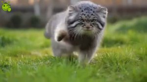 Эти забавные кошки были сняты на видео.