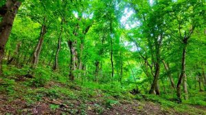 Симфония пения лесных птиц 🎶 • Расслабляющий звуковой ландшафт для глубокого сна