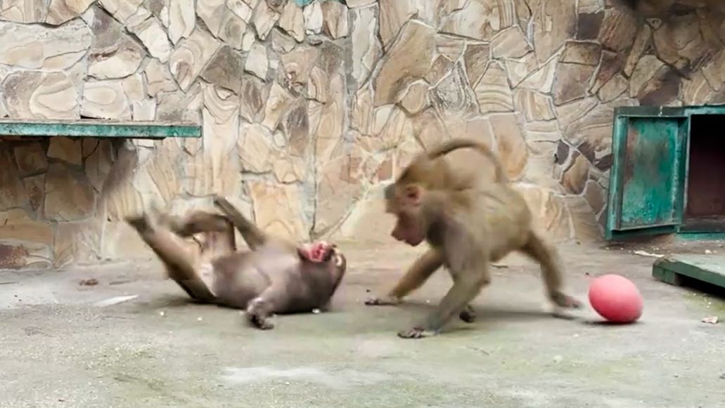 Я здесь ВЛАСТЬ и ЗАКОН! Люся пришла - порядки навела! Свои! Степан бросается на защиту Мани! смотреть онлайн