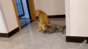 😹Наказал кота😹