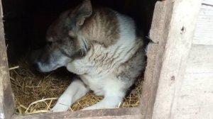 Западносибирская лайка