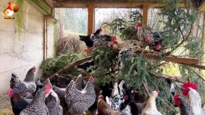Хвоя курам несушкам и цыплятам полезна витаминами и развлечением 🌲 (1)