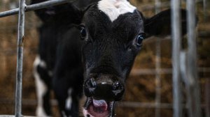 Полицейские спасли заблудившегося в мороз теленка в Красноярском крае