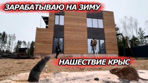 ЗАРАБАТЫВАЮ НА ЗИМУ | НАШЕСТВИЕ КРЫС