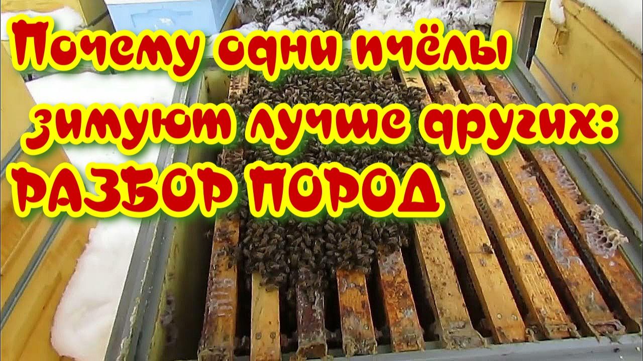 Почему одни пчёлы зимуют лучше других: разбор пород смотреть онлайн